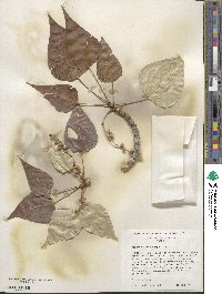 Populus trichocarpa image