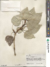 Populus trichocarpa image