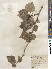 Populus trichocarpa image