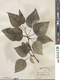 Populus trichocarpa image