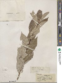 Populus trichocarpa image