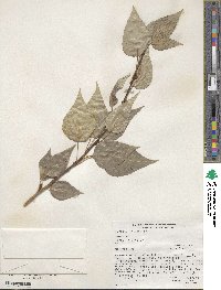 Populus trichocarpa image