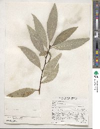 Populus trichocarpa image