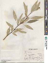 Populus trichocarpa image