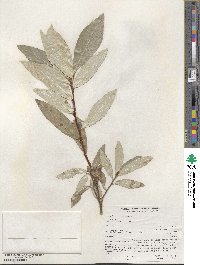 Populus trichocarpa image