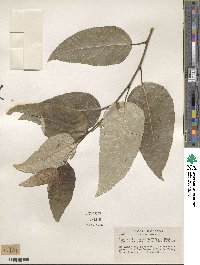 Populus trichocarpa image