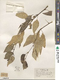 Populus trichocarpa image