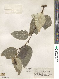 Populus trichocarpa image