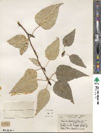 Populus trichocarpa image