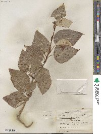 Populus trichocarpa image