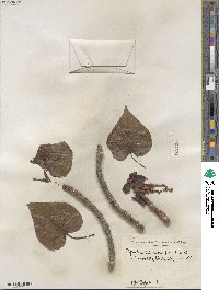 Populus trichocarpa image