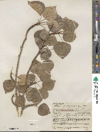 Populus trichocarpa image