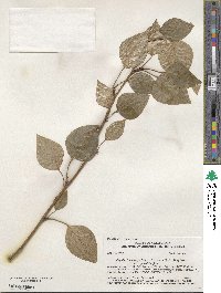 Image of Populus balsamifera