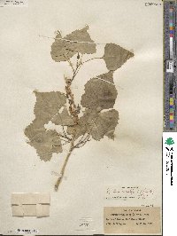 Populus deltoides subsp. wislizeni image