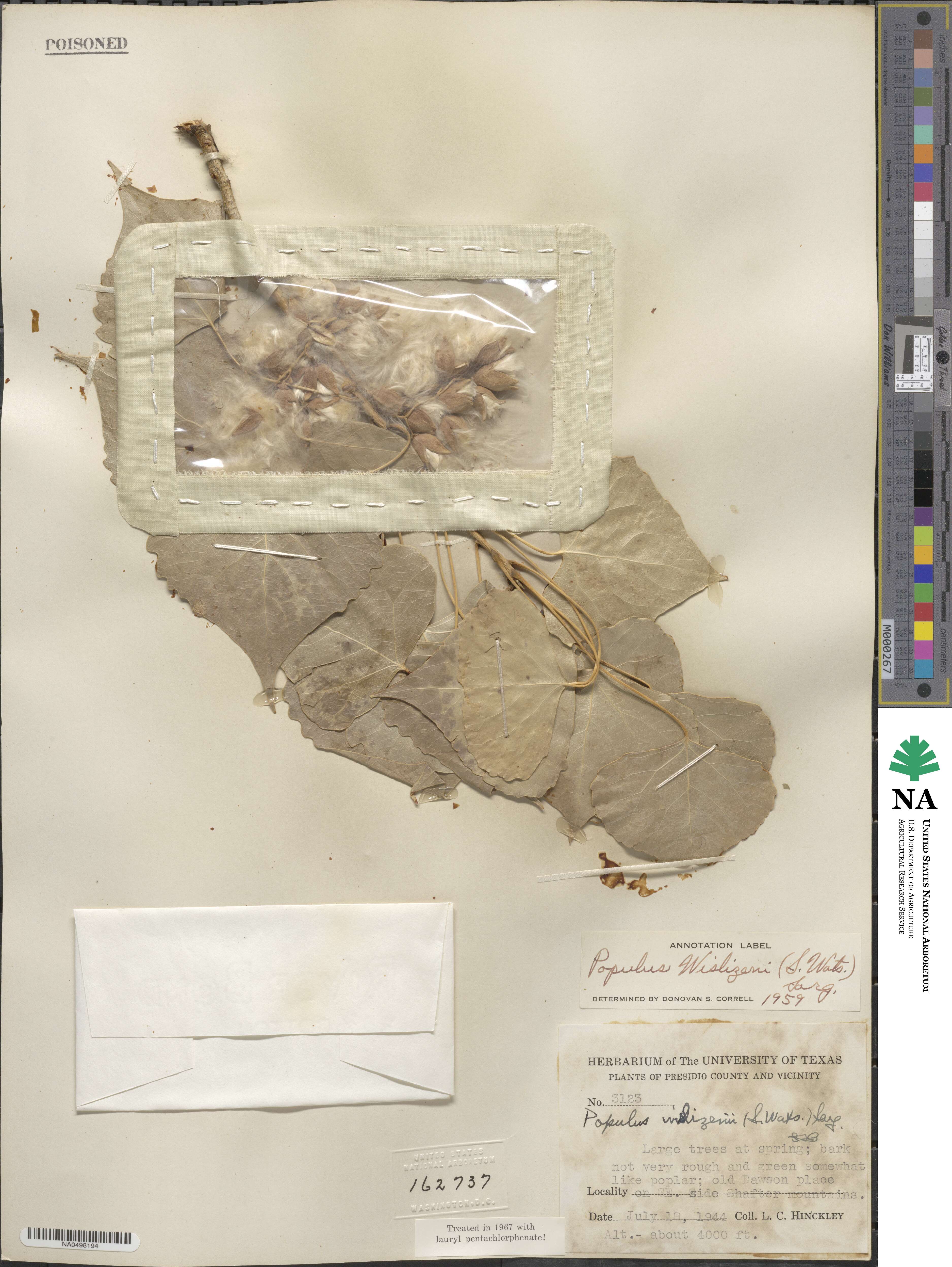 Populus deltoides subsp. wislizeni image