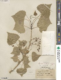 Populus deltoides subsp. wislizeni image