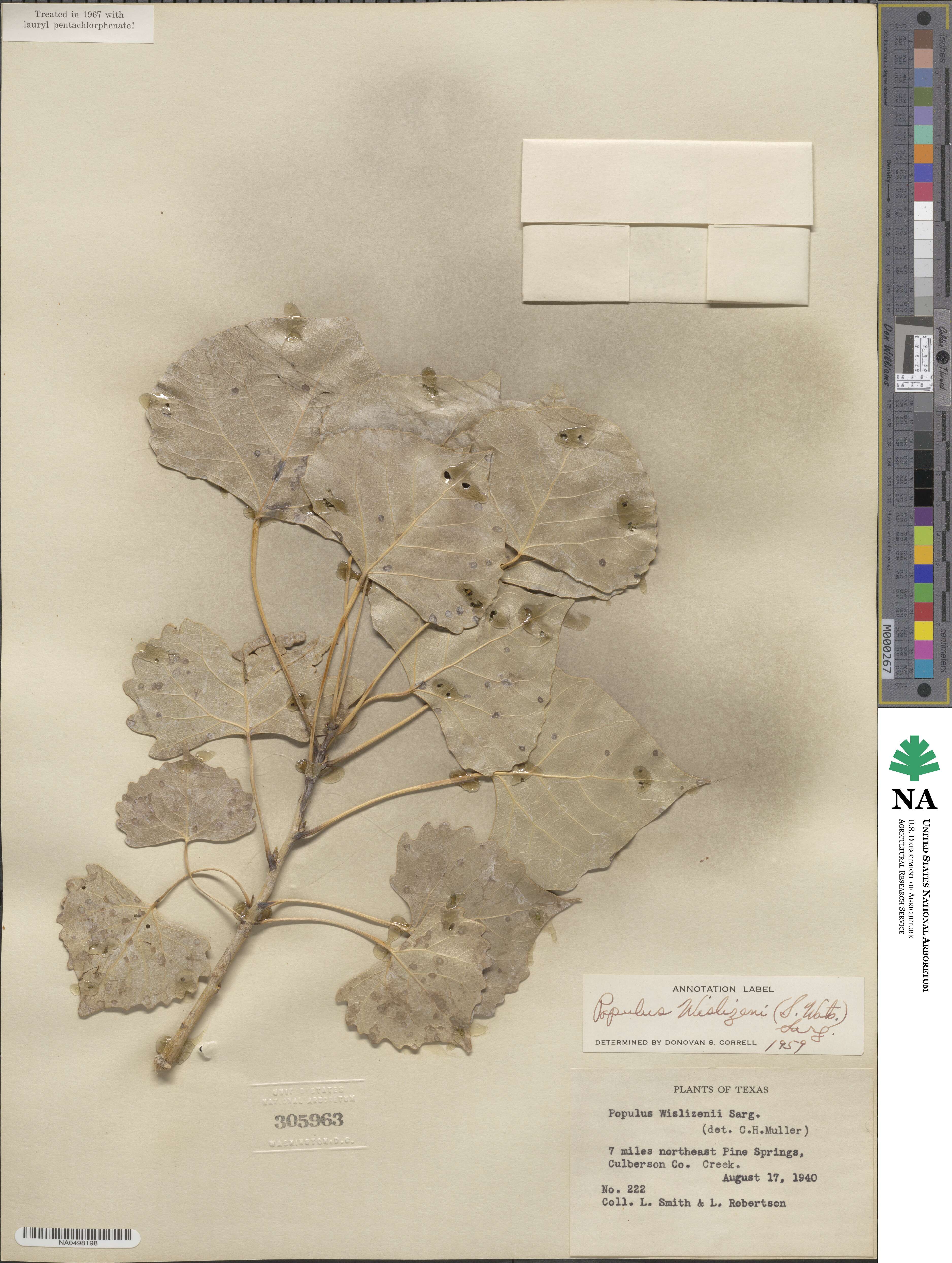 Populus deltoides image