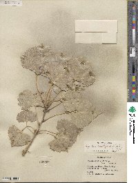 Populus deltoides subsp. wislizeni image