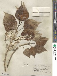 Populus deltoides subsp. wislizeni image