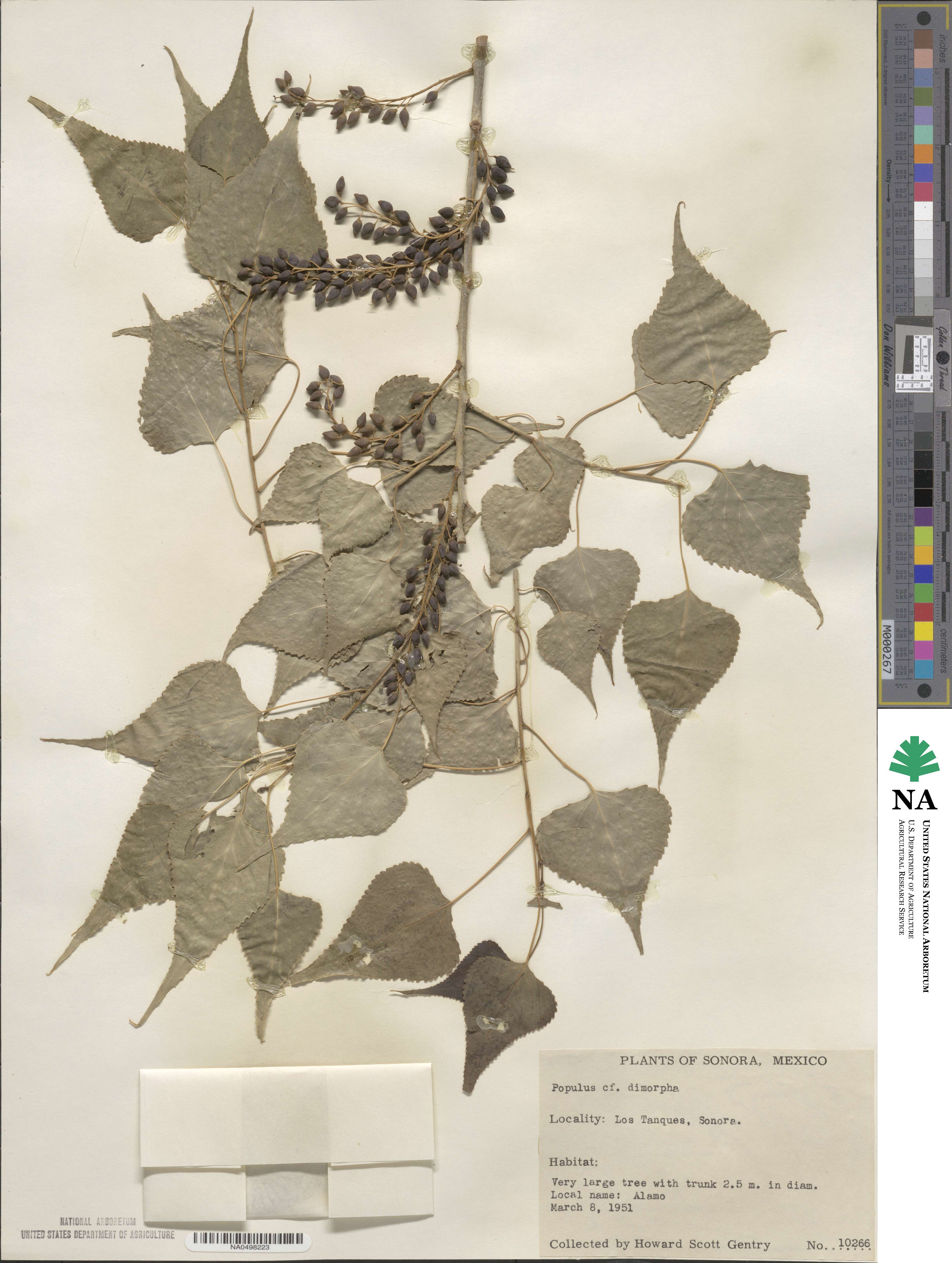 Populus mexicana subsp. dimorpha image