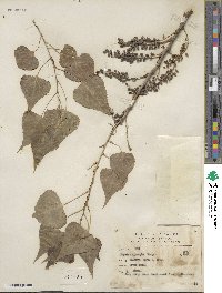 Populus mexicana subsp. dimorpha image