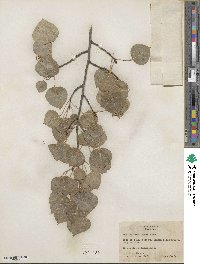 Populus tremuloides image