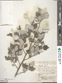 Populus alba image