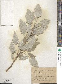 Populus alba image