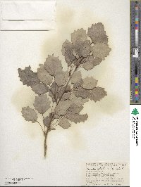 Populus alba image