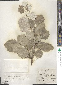 Populus alba image