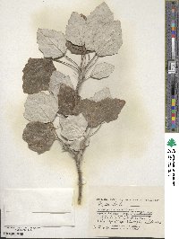 Populus alba image