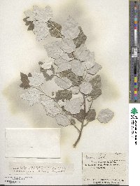 Populus alba image