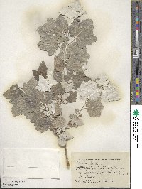 Populus alba image