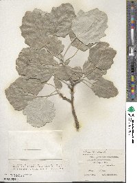 Populus alba image