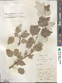 Populus alba image