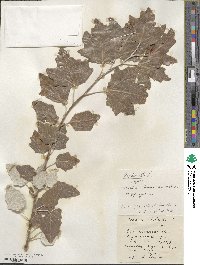 Populus alba image