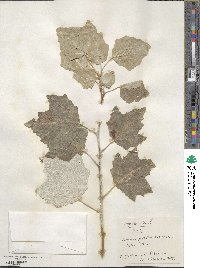 Populus alba image