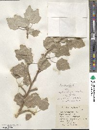 Populus alba image