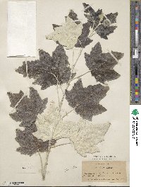 Populus alba image