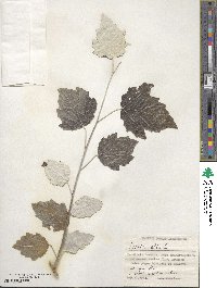 Populus alba image