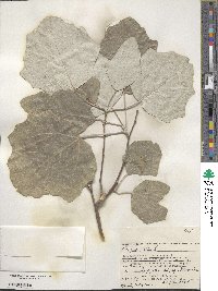 Populus alba image