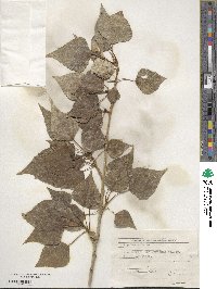 Populus alba image