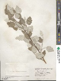 Populus alba image