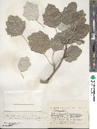 Populus alba image