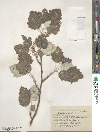 Populus alba image