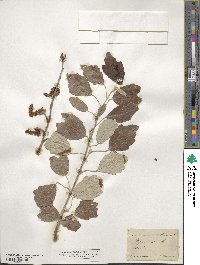 Populus alba image