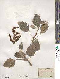 Populus alba image