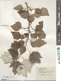 Populus alba image