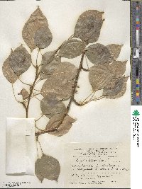 Populus balsamifera image