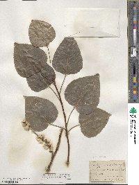 Populus balsamifera image